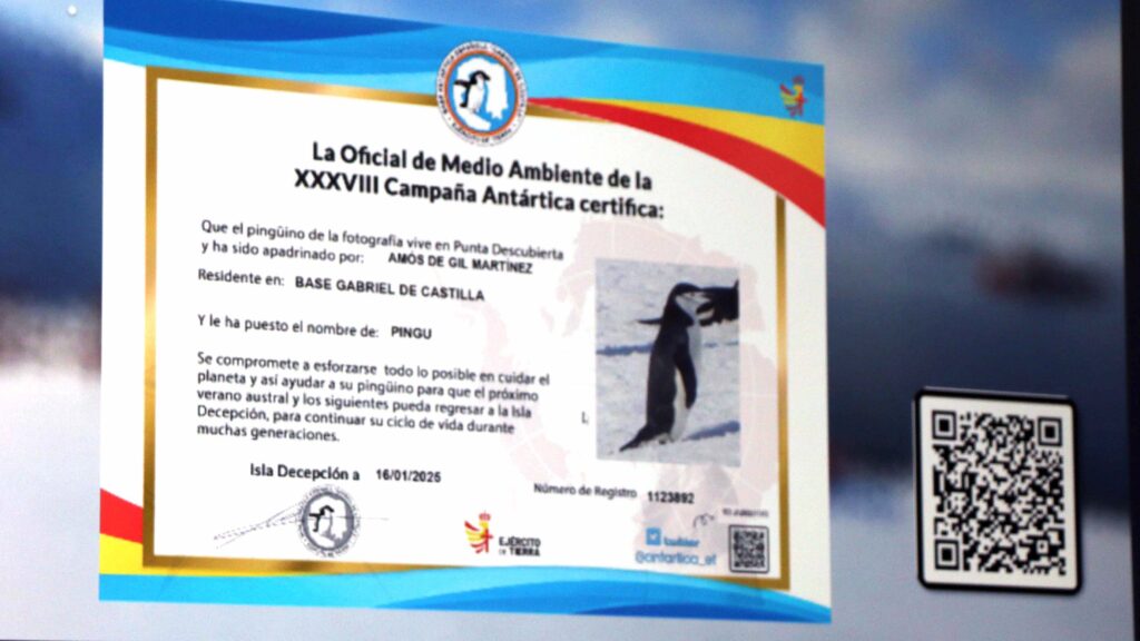 Conexión con la Antártida: adopción de pingüinos.3