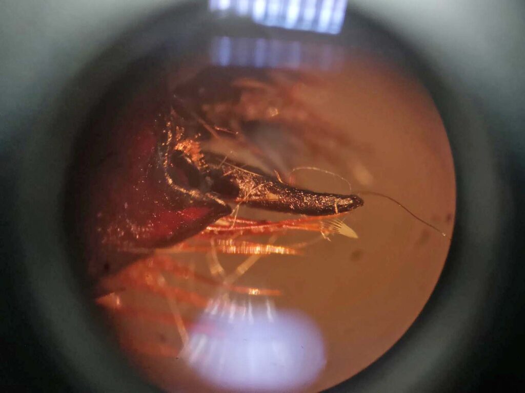 Aprendizaje experimental en el laboratorio: ciencia en acción. Espacio donde los alumnos ponen en práctica los conocimientos adquiridos5